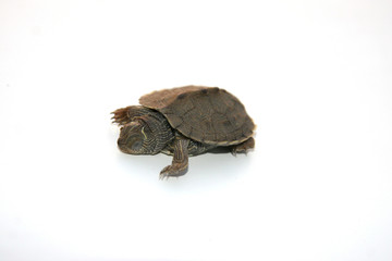 BROWN BABY TURTLE
