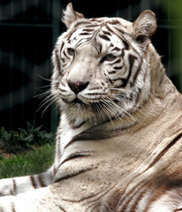 white tiger