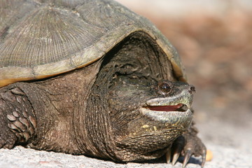 ADULT TURTLE CLOSEUP