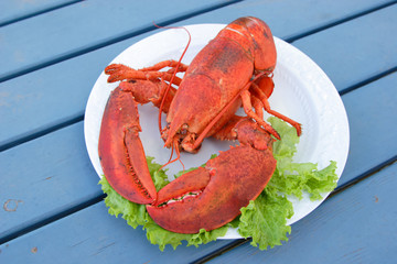 A freshly cooked Atlantic lobster on a dinner plate.