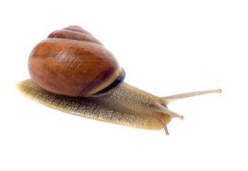 Snail isolated on white background
