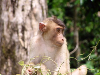 Macaque