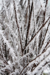 Frosty Spikes