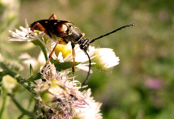 Flower Longhorn