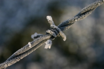 barbed wire 1