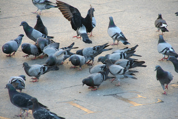 many pigeons in a public place, in a square in Spain