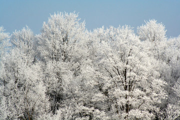 Frost Covered Forest