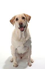Yellow lab sitting and smiling 