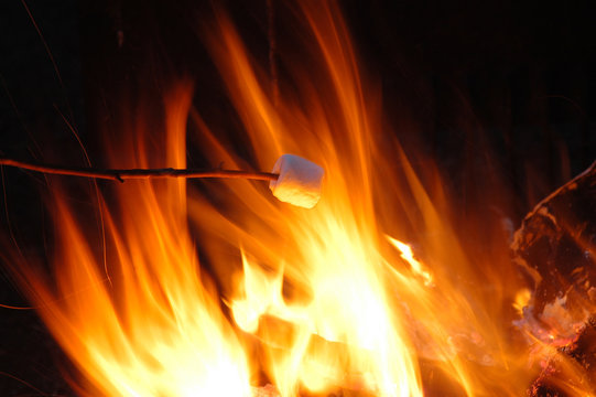 Marshmellow On Stick In Fire