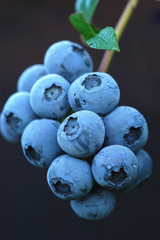 Blueberries