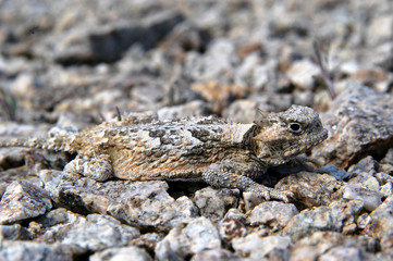 short-horned lizard profile on gravel