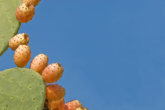 Pricky pear cactus