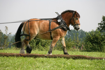 Rückepferd