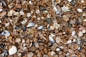 Coquillages