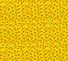 Background shot made of beautiful sunflowers.