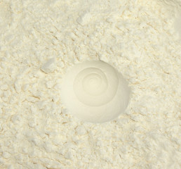 Imprint on the flour- snail