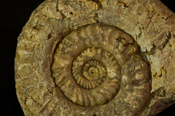 150 million year bc ammonite fossil
