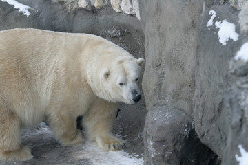 Polar bear in a zoo of Moscow