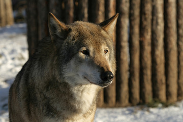 The  in a zoo of Moscow