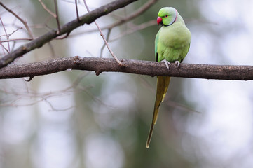 Perruche a collier parc de sceaux