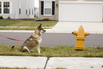 Dog waiting to get to fire hydrant