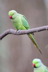 Perruche a collier parc de sceaux