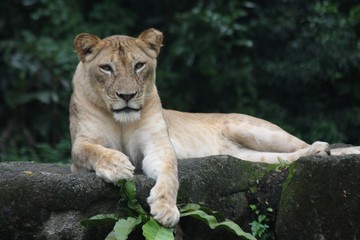 Fototapeta na wymiar Lioness reclining