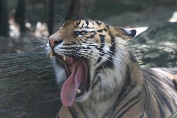 tiger yawning