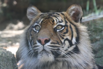 Bengal Tiger closeup