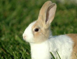 Dutch Rabbit
