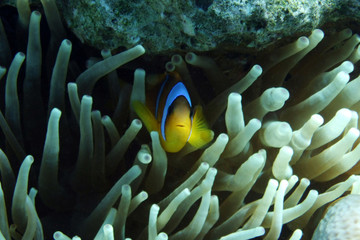 Little clownfish hiding in sea weed