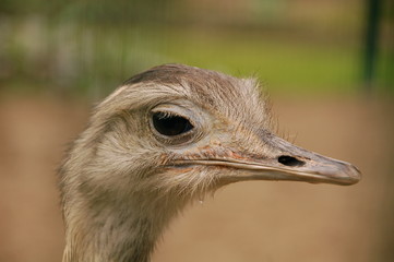 oscrich head
