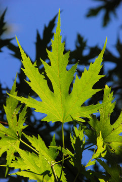 Grünes Blatt eines Ahornbaums vor blauem Himmel