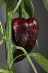 Paprika
