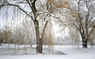 Winter Landscape