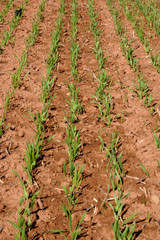 New Grain Plants