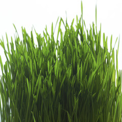 studio close up of grass blades