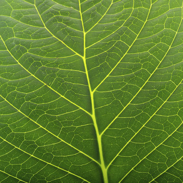 Studio Close Up Leaf From Plant