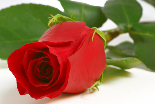 Red rose on white background, very close