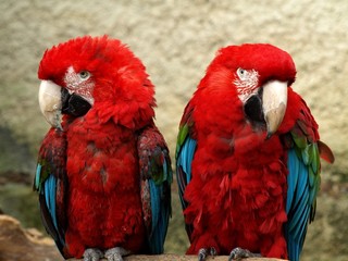 Couple of parrots