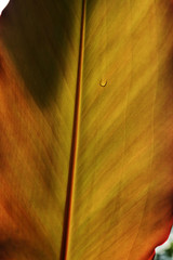 plant leaf with water droplet