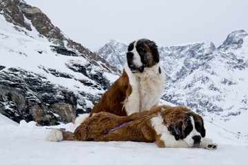St. Bernardine Dogs, Swiss Alps