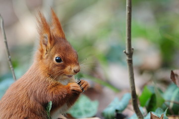 Red squirrel écureuil roux