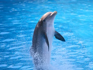 Photo sur Plexiglas Dauphin Un dauphin