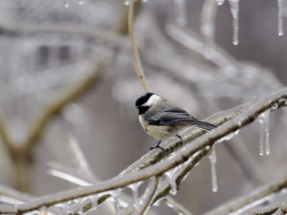 Chickadee