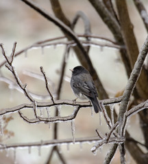 Junco