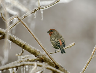 Male House Finch