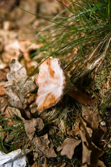 Mushroom growing on tree