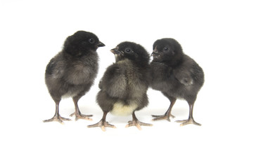 Three baby Chicks