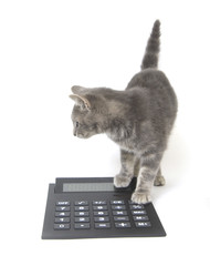 Kitten and calculator